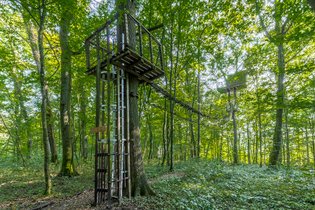 Cabane dans les arbres Ardennes
