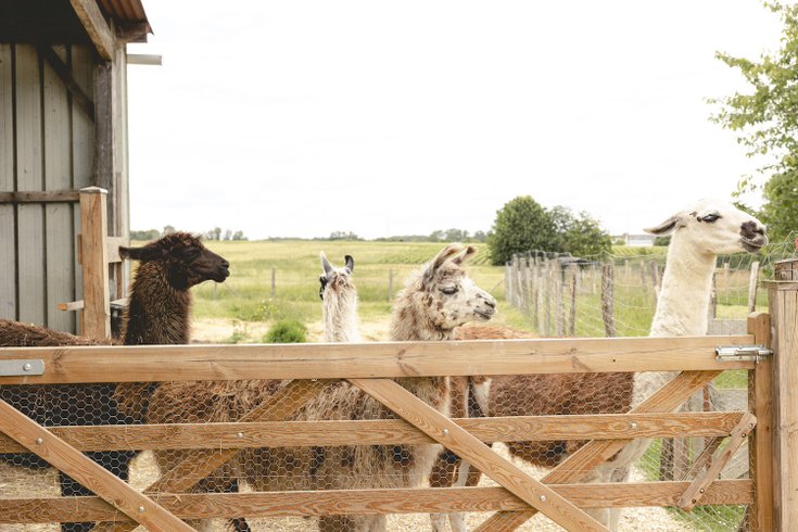 Hébergement AbracadaRoom : Parcel Tiny House - à 5 min du Zoo de Beauval - Image 20