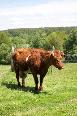 Domaine AbracadaRoom : Les Jardins de Coët-Kra - Image 9