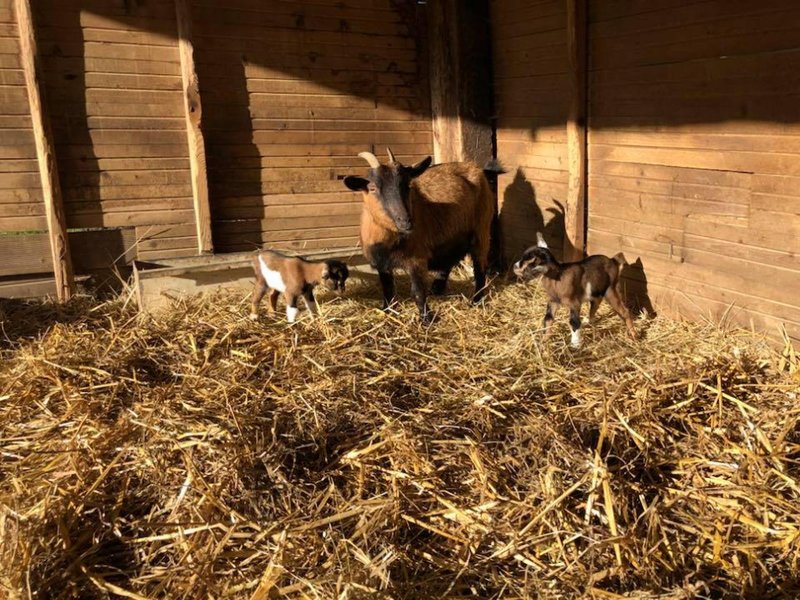 Domaine AbracadaRoom : Camping Domaine Catinière - Image 9