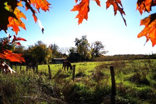 Roulotte romantique à la campagne – Parenthèse insolite en Bourgogne | Autun · Morvan
