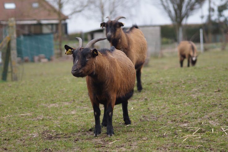 Domaine AbracadaRoom : Ferme du Moulin de Bois - Image 1