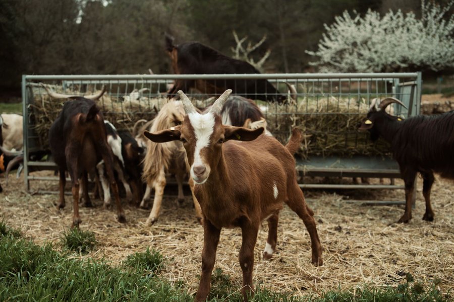 Hébergement AbracadaRoom : Parcel Tiny House - au coeur de la Provence proche Marseille - Image 13