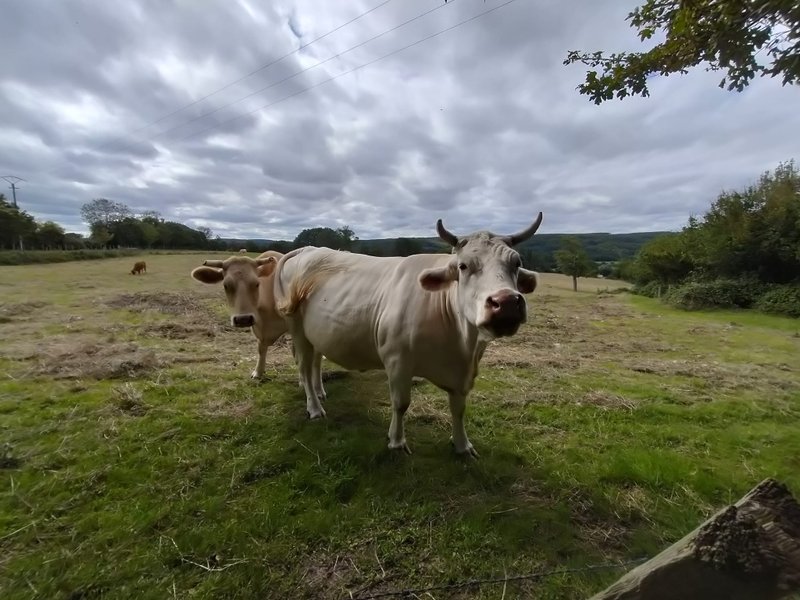 Hébergement AbracadaRoom : La Roulotte de Jane - Image 17