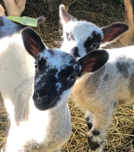 Domaine AbracadaRoom : Par les monts étoilés - Image 4