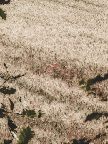 Domaine AbracadaRoom : Domaine Amaia - Image 67