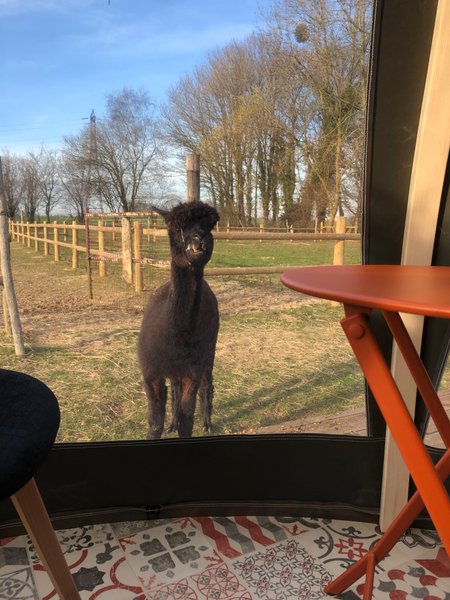 Domaine AbracadaRoom : Les alpagas du clos - Image 2