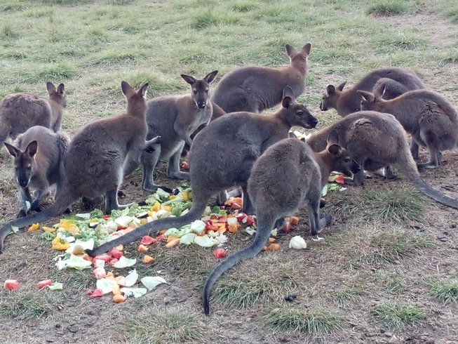 Hébergement AbracadaRoom : Tipi des wallabies n°1 - Image 11