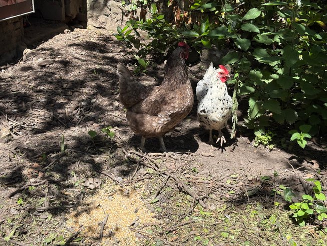 Hébergement AbracadaRoom : " Papa POULE " - Maison de maître et spa - Image 23