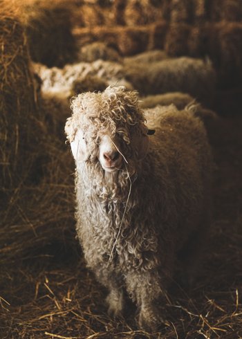 Domaine AbracadaRoom : Ferme de Courneillac - Image 4