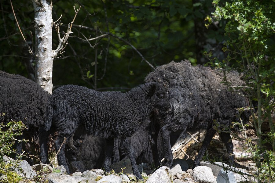 Hébergement AbracadaRoom : La Cabane du Fermier & Spa - Image 20