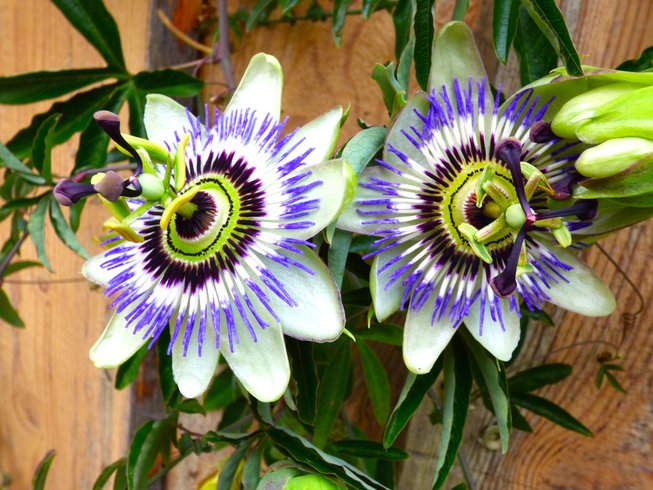 Hébergement AbracadaRoom : Cabane du Hobbit au bord d'un lac - Image 11