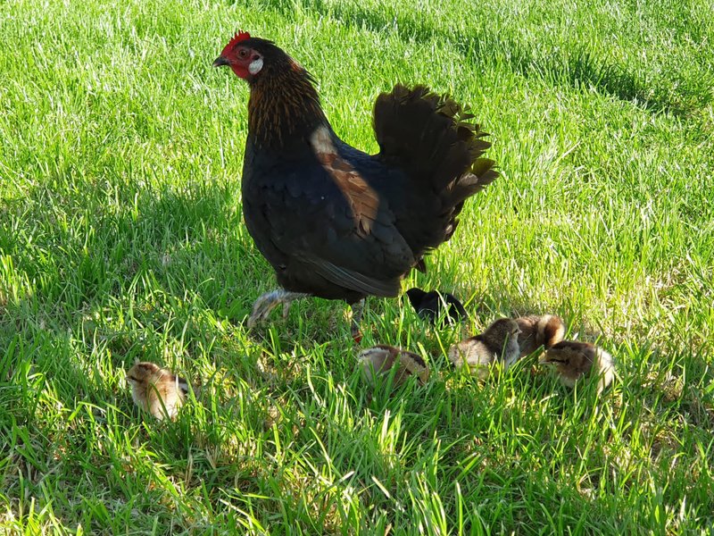 Domaine AbracadaRoom : Caraferme et compagnie - Image 16