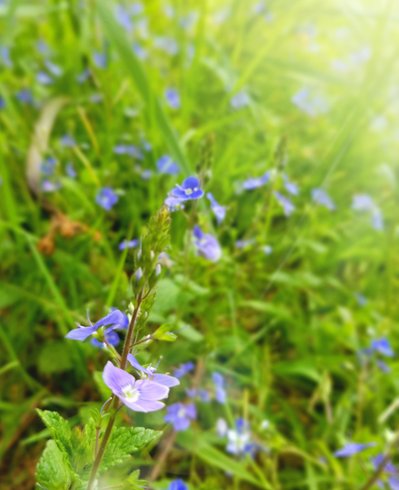 Domaine AbracadaRoom : Soulié du Tarn - Image 11