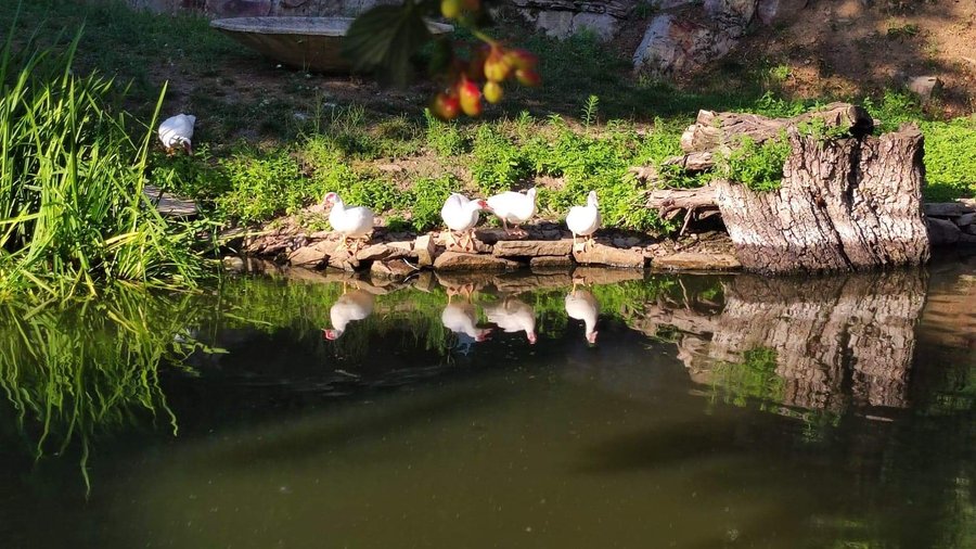 Domaine AbracadaRoom : Cabanes au Fil des Saisons - Image 7