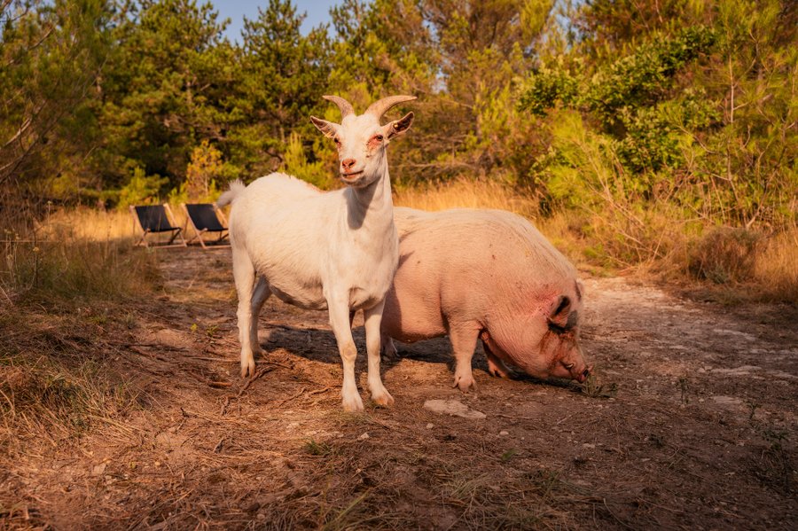 Domaine AbracadaRoom : Homnest (Puy Saint Martin) - Image 11
