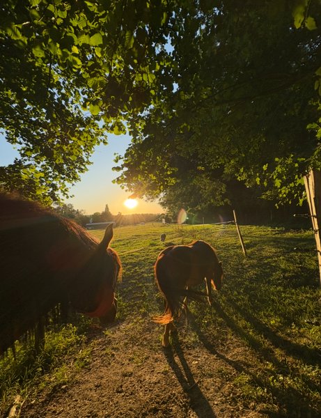 Hébergement AbracadaRoom : La Tiny de Mary - Image 2
