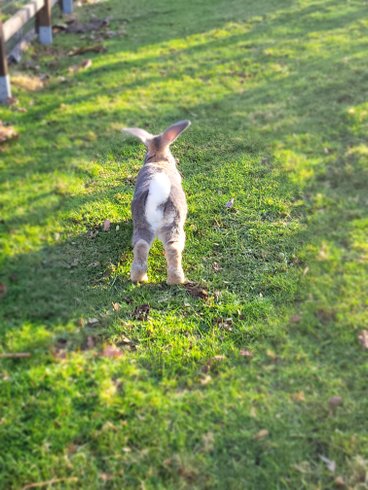 Hébergement AbracadaRoom : La roulotte du Mond'idéal - Image 8
