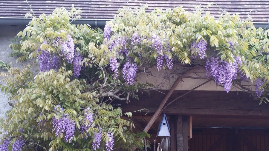 Domaine AbracadaRoom : Chez Lila des Bois - Image 3