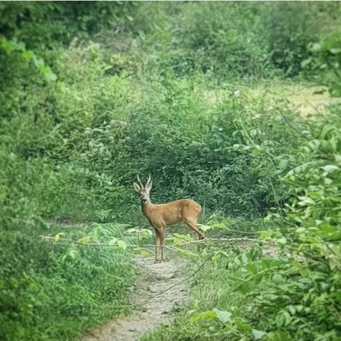Domaine AbracadaRoom : Les Cabanes Nid'Amour - Image 16