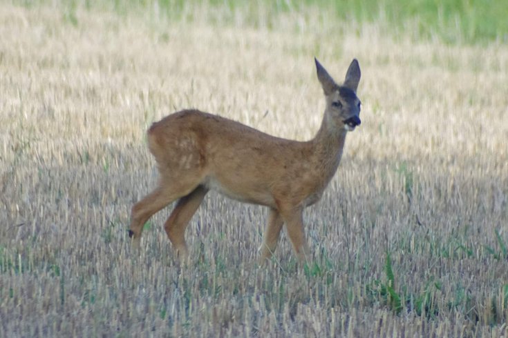 Domaine AbracadaRoom : Glamping La Fraventure - Image 36