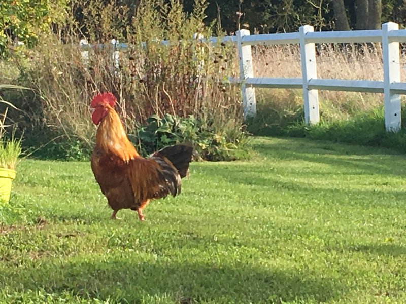 Hébergement AbracadaRoom : La Maisonnette de poupée avec cheminée, Vue Nature & Vélos - Image 25