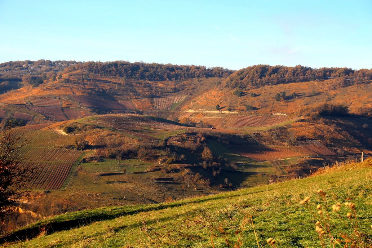 Belvédère du Haut Bugey - Refuge dans les cépages à Boyeux-Saint-Jérôme (15)