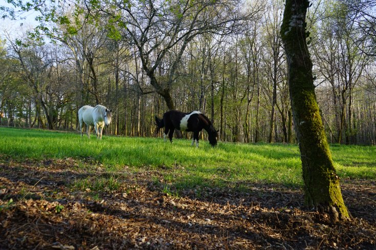 Domaine AbracadaRoom : Domaine Arcadia - Image 2