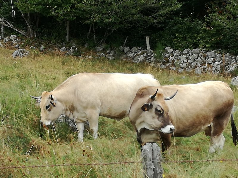 Domaine AbracadaRoom : O'Chambon - Image 9