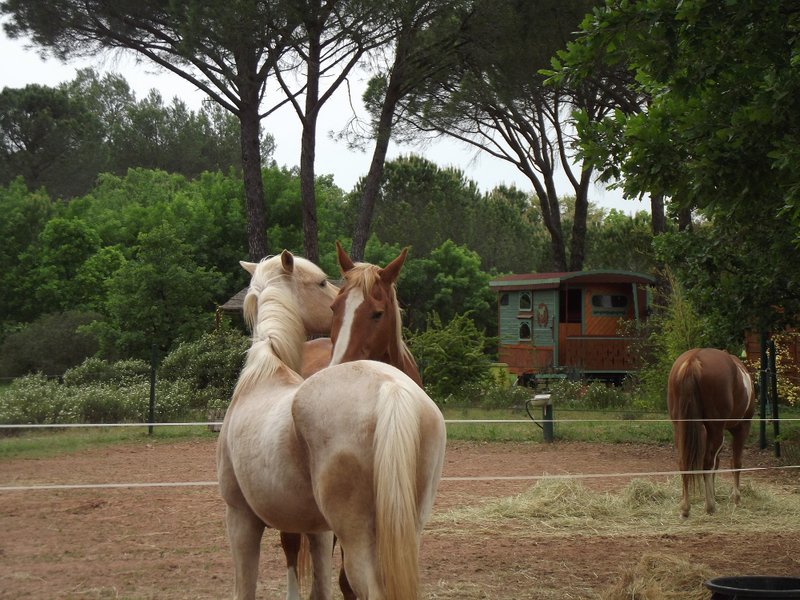 Domaine AbracadaRoom : Les Ecuries du Soleil - Image 1