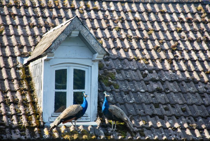 Domaine AbracadaRoom : Château de Vaux Morvan - Image 15