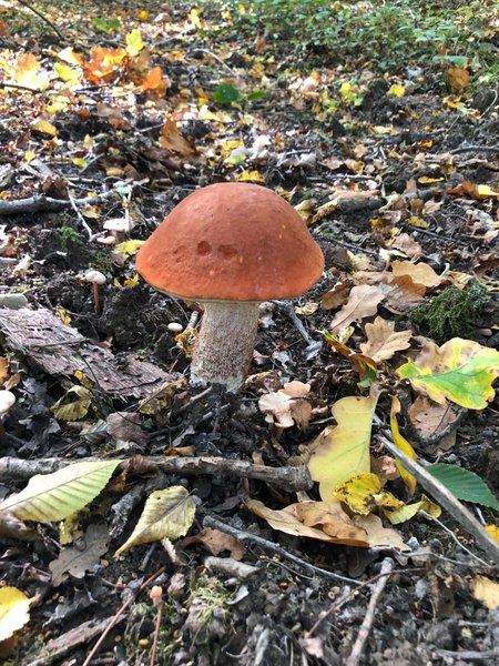 Hébergement AbracadaRoom : Le P'tiot Utau - Image 25