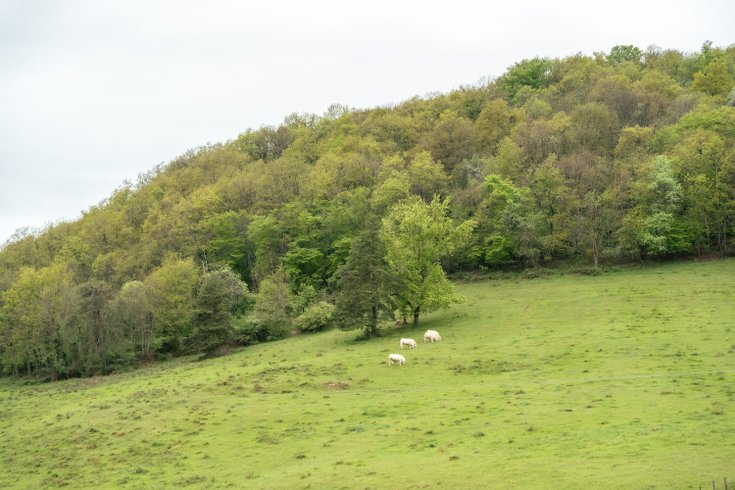 Hébergement AbracadaRoom : Parcel Tiny House - montagnes et vignes dans l'AOC du Bugey - Image 66