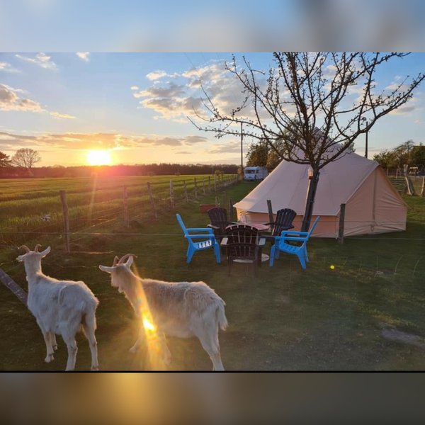 Domaine AbracadaRoom : Caraferme et compagnie - Image 12