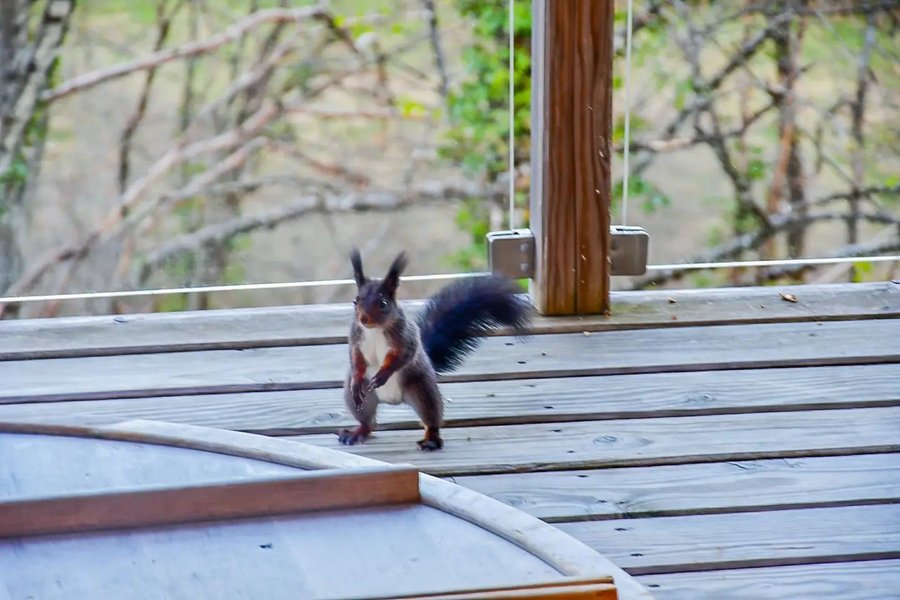 Hébergement AbracadaRoom : Cabane Spa Mésange - Image 29