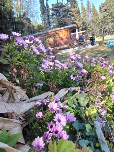 Hébergement AbracadaRoom : La Roulotte Spa bohème - Image 4