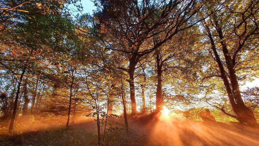 Domaine AbracadaRoom : Jardin Zen du Quistillic - Image 10