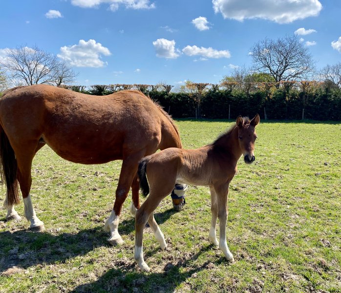 Domaine AbracadaRoom : Gîtes de la belle étoile - Image 4