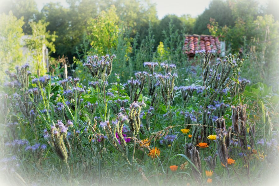 Domaine AbracadaRoom : Camping La Clairière du Verbamont - Image 5