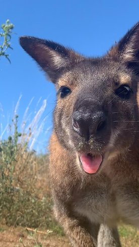Domaine AbracadaRoom : Wallaby de Benett'on - Image 12