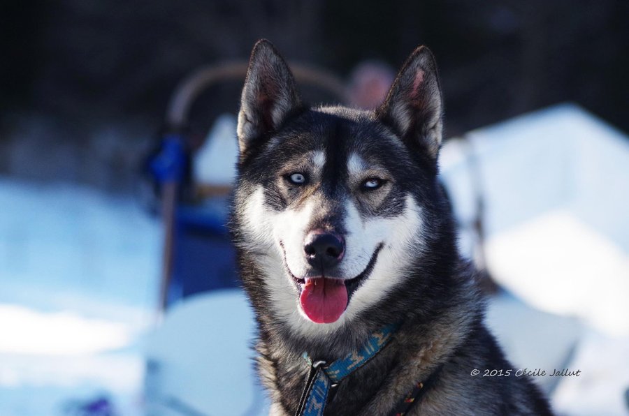 Domaine AbracadaRoom : Esprit du Nord - Image 11