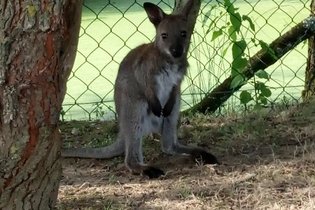 Wallaby de Benett'on