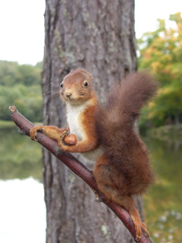 Hébergement AbracadaRoom : Cabane aux 3 Chênes - Image 5