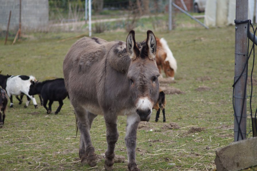 Domaine AbracadaRoom : Ferme du Moulin de Bois - Image 9