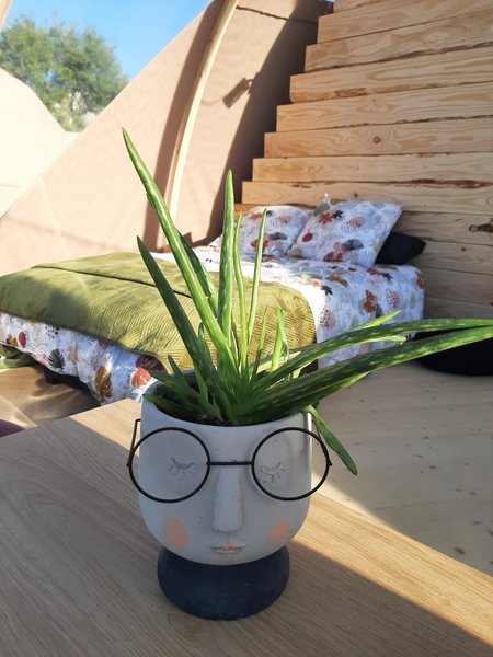 Hébergement AbracadaRoom : Bulle Gaïa - Image 2