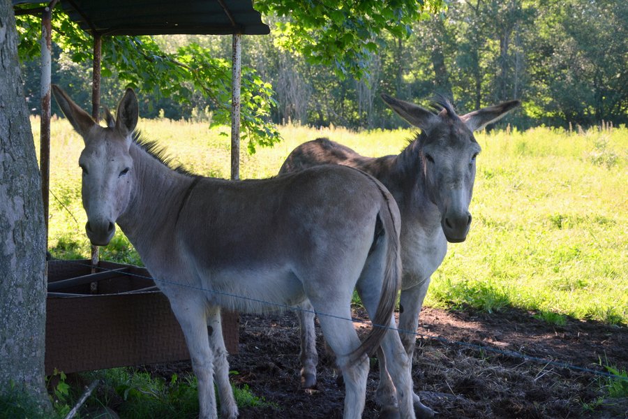 Domaine AbracadaRoom : Glamping Domaine de Barret - Image 19