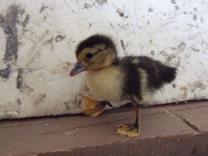 Hébergement AbracadaRoom : Le Tonneau du Nid'Oiselet - au coeur d'une ferme en Provence - Image 12