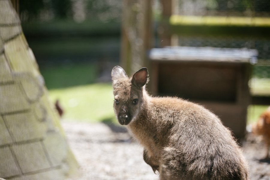 Domaine AbracadaRoom : Seasonova Camping Saint Michel - Image 6