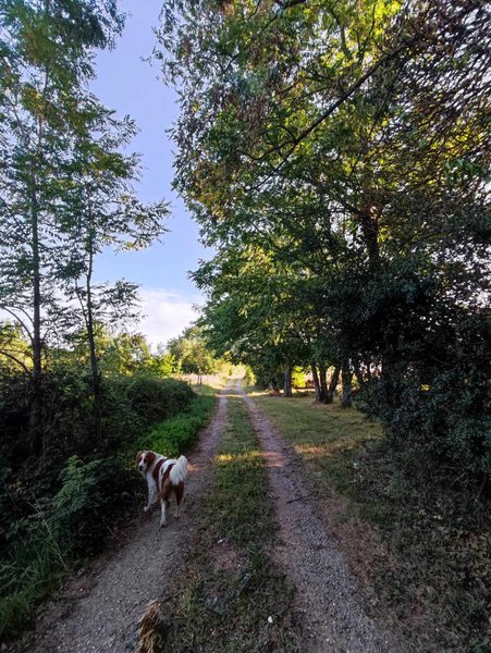 Domaine AbracadaRoom : La Roulotte Couzote - Image 5