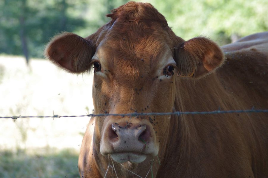 Domaine AbracadaRoom : Glamping La Fraventure - Image 38